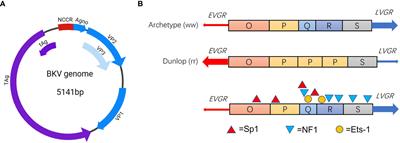 BK polyomavirus: latency, reactivation, diseases and tumorigenesis